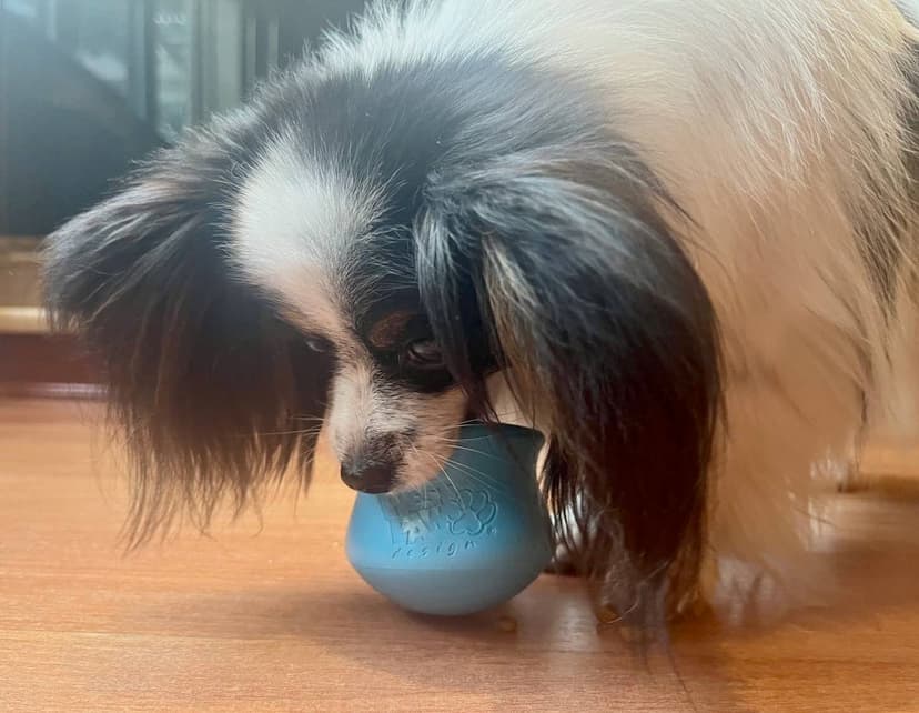 A small white and black dog with big ears holds a big, bright blue rubber toy in his mouth. Photo Credit Elizabeth Weinstein