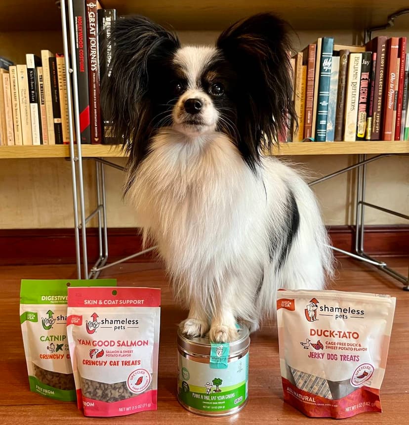 A small white dog with black and brown markings and big ears stands with his front paws on a silver tin with bags of Shameless Pets dog and cat treats around him.